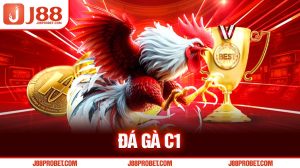 Đá gà C1